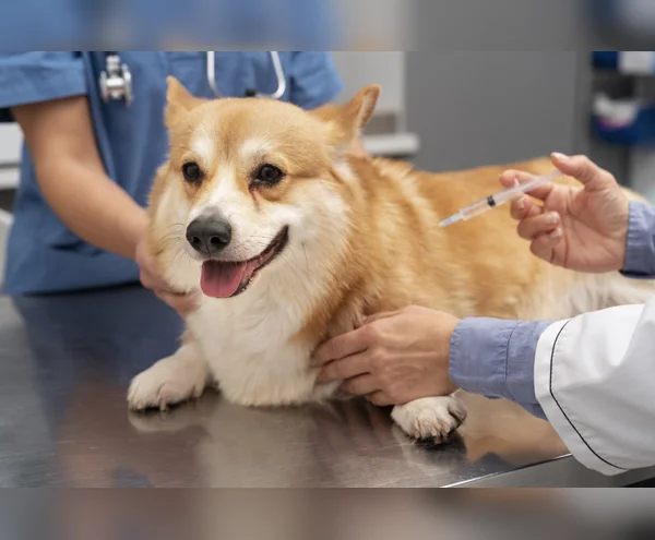 Vaccination