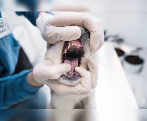 Dental Surgery
