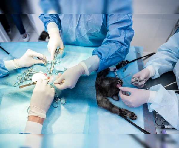 Surgery